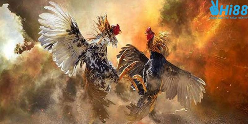 Cách Xem Đá Gà Online Trên Điện Thoại An Toàn, Không Giật Lag 3 Lưu ý cần biết khi cá cược đá gà trực tuyến