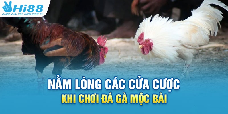 Trực Tiếp Đá Gà Mộc Bài - Bật Mí Cách Chơi Luôn Thắng 3 Nắm vững các cửa cược khi chơi trực tiếp đá gà Mộc Bài