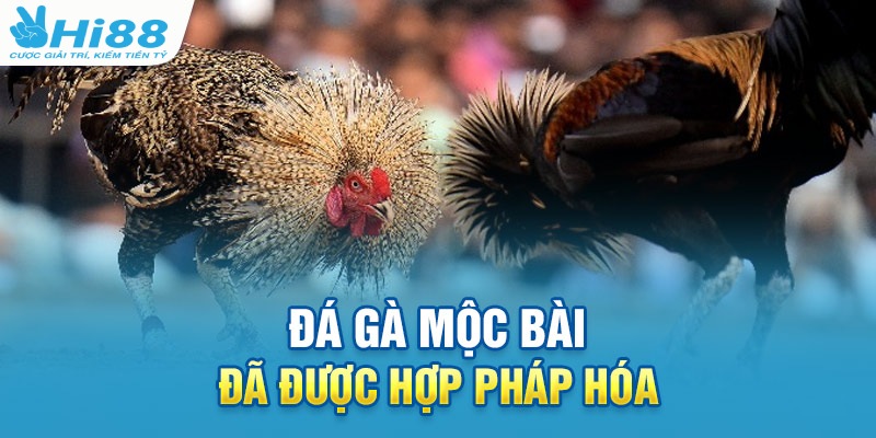 Trực Tiếp Đá Gà Mộc Bài - Bật Mí Cách Chơi Luôn Thắng 1 Tổ chức các trận đá gà hợp pháp chuyên nghiệp